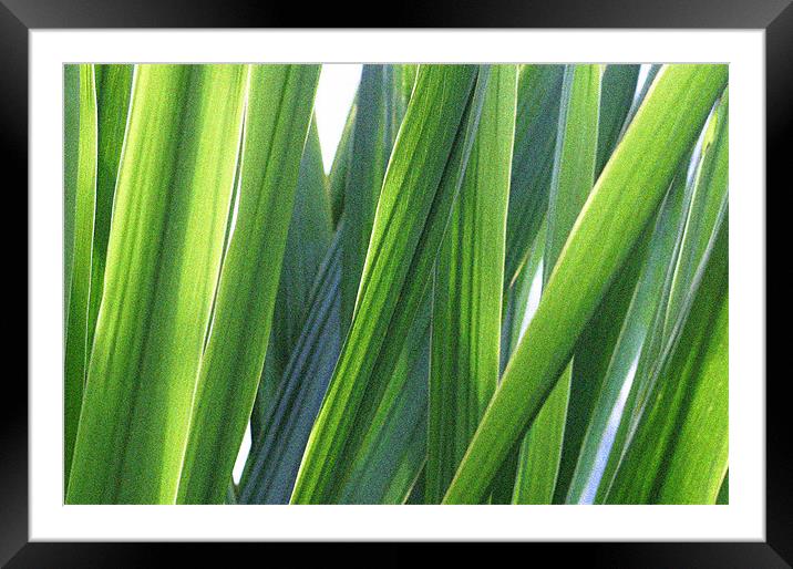 strands of grass Framed Mounted Print by Ray Canham