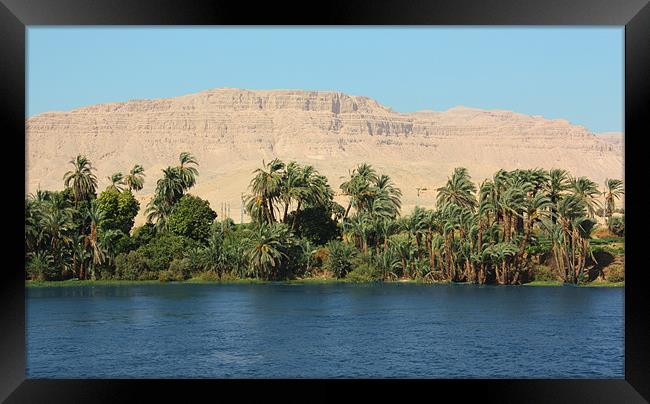 Nile Palms Framed Print by CJ Barnard