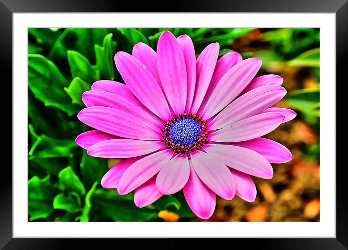 Pink Flower Framed Mounted Print by Libby Hall