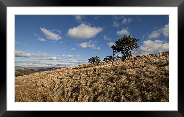 Windswept Tree Framed Mounted Print by Libby Hall