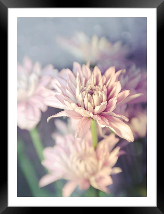 Pretty in Pink Framed Mounted Print by Libby Hall