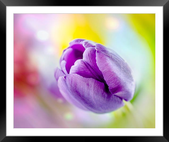 Tulip Framed Mounted Print by Libby Hall
