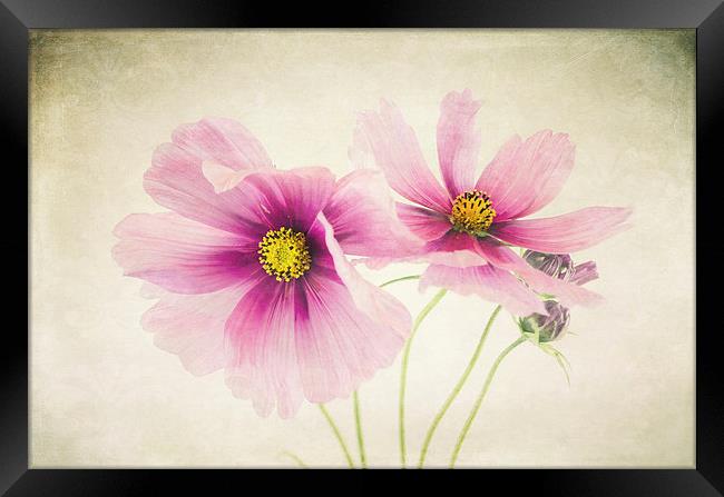 Pretty Pink flowers Framed Print by Libby Hall