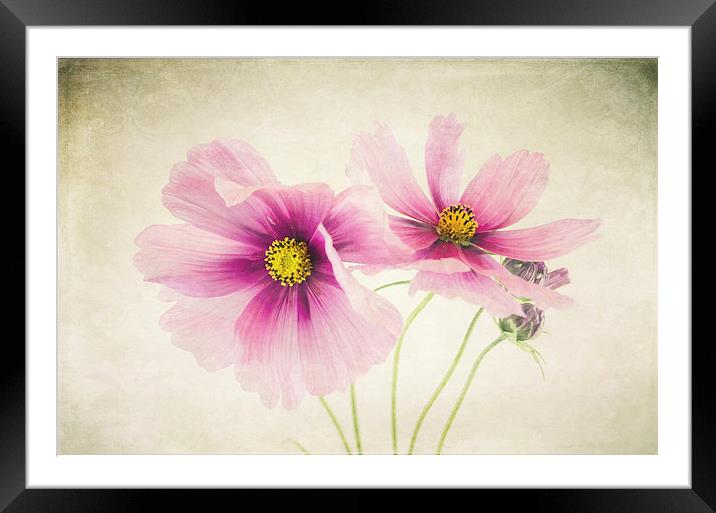 Pretty Pink flowers Framed Mounted Print by Libby Hall