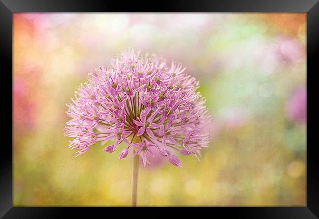  Allium Bokeh Framed Print by Libby Hall