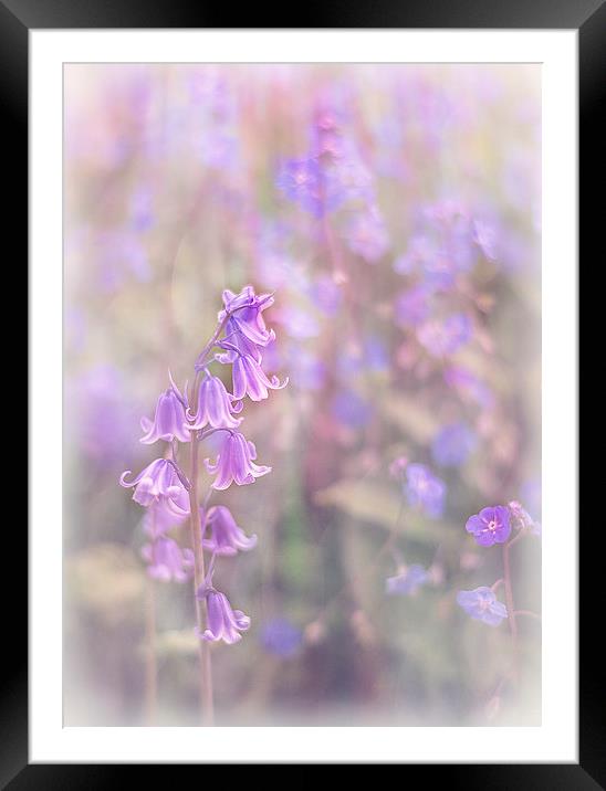  Bluebells Framed Mounted Print by Libby Hall