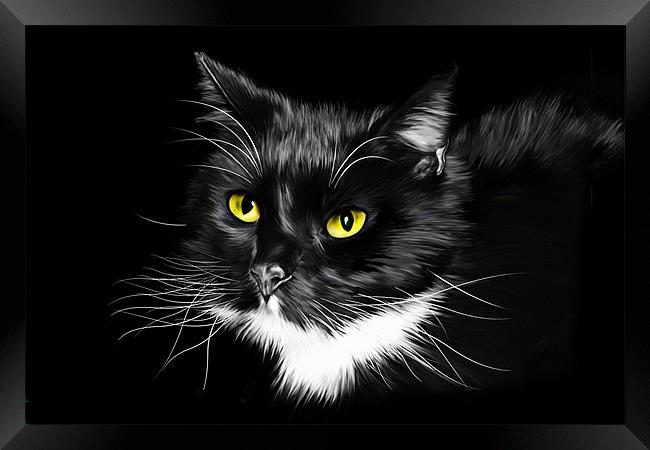Domestic Black and White cat canvas print Framed Print by Julie Hoddinott