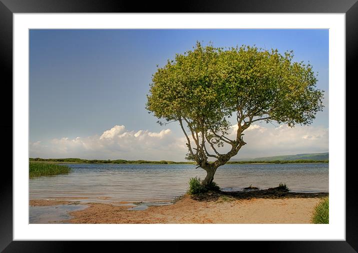 The Lone Tree of Kenfig Framed Mounted Print by Julie Hoddinott