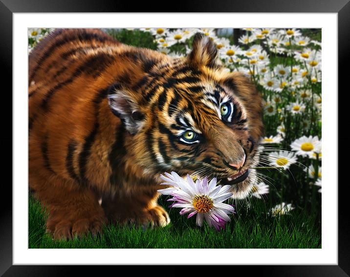 Tiger Flower Framed Mounted Print by Julie Hoddinott