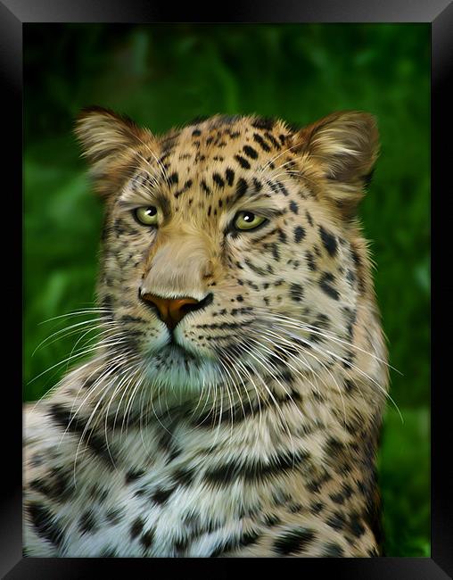 Amur Leopard Framed Print by Julie Hoddinott