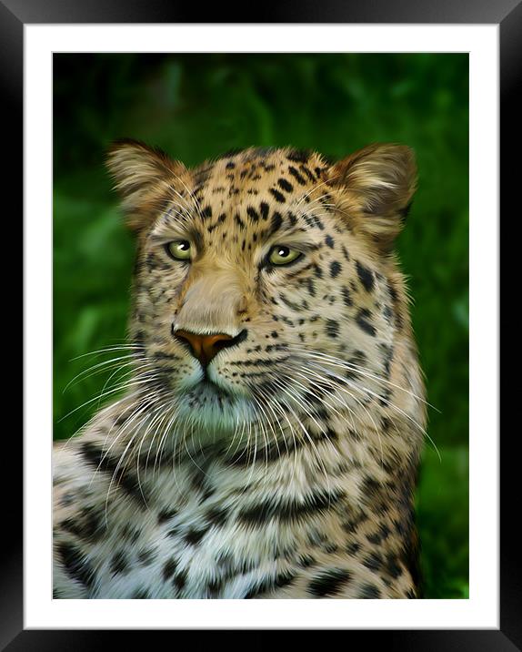 Amur Leopard Framed Mounted Print by Julie Hoddinott