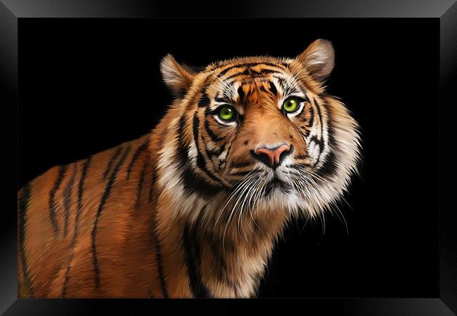 Sumatran Tiger Framed Print by Julie Hoddinott
