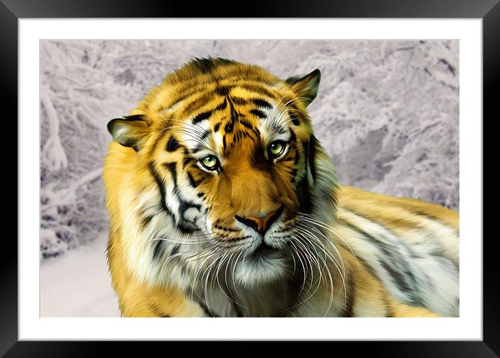Sumatran Tiger in Snow Framed Mounted Print by Julie Hoddinott