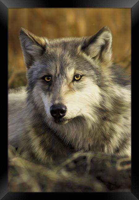 Intense Wolf Stare Framed Print by Julie Hoddinott