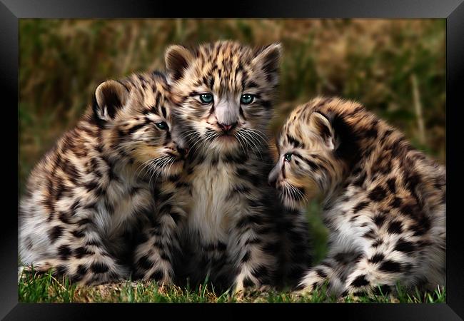 Snow Leopard Cubs - Closeup Framed Print by Julie Hoddinott
