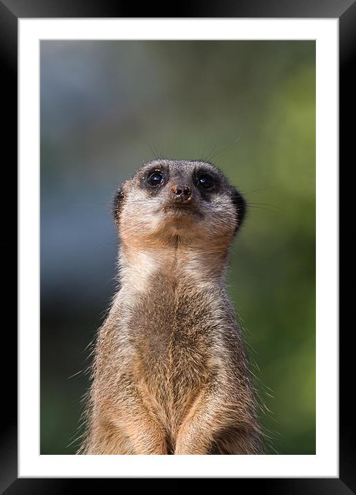 Please Sir . . . Can I have Some More Framed Mounted Print by Julie Hoddinott