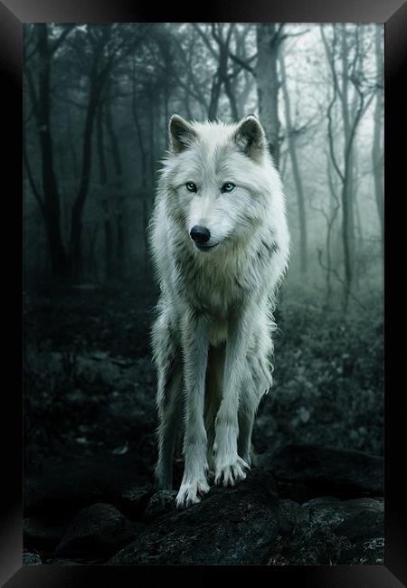 The White Wolf Framed Print by Julie Hoddinott