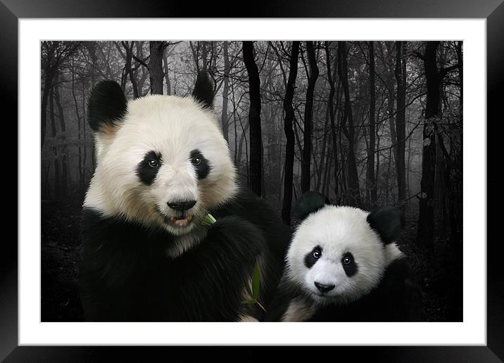 Giant Pandas Framed Mounted Print by Julie Hoddinott