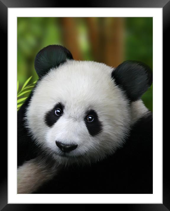 Giant Panda Framed Mounted Print by Julie Hoddinott
