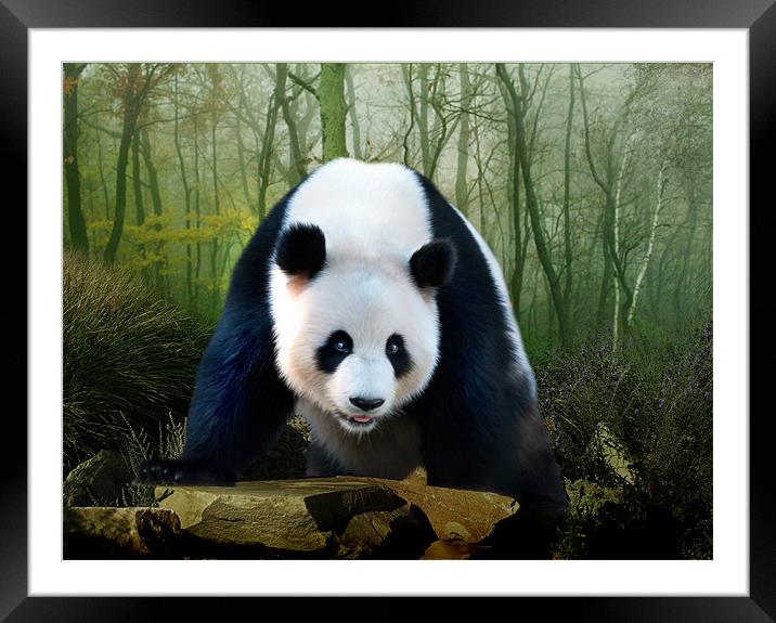 Giant Panda Framed Mounted Print by Julie Hoddinott