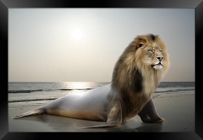Sea-Lion Framed Print by Julie Hoddinott