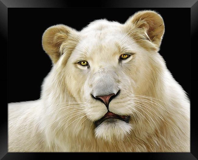 White Lion Framed Print by Julie Hoddinott