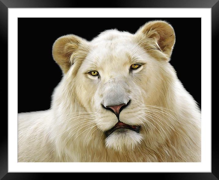 White Lion Framed Mounted Print by Julie Hoddinott
