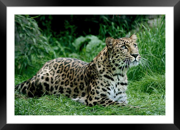Amur Leopard Framed Mounted Print by Julie Hoddinott