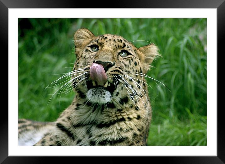 Yum Framed Mounted Print by Julie Hoddinott