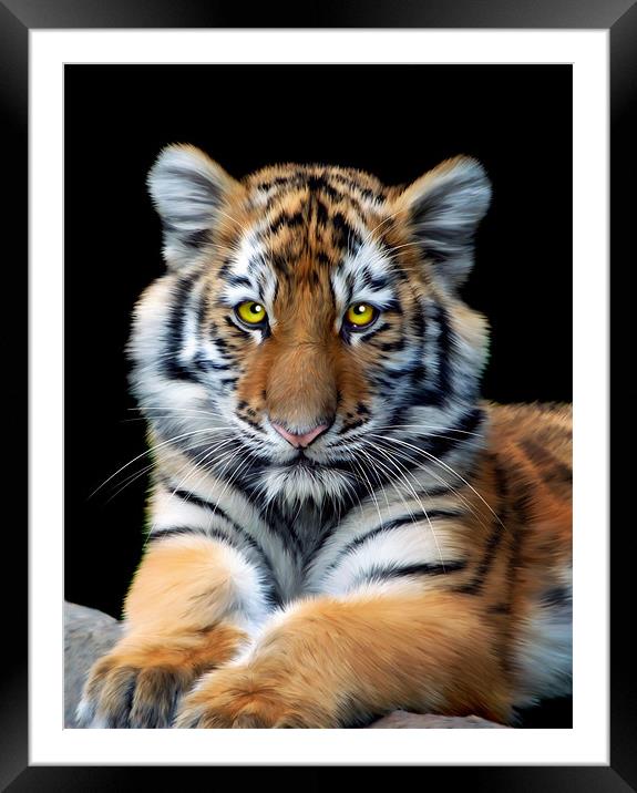 Sumatran Tiger Framed Mounted Print by Julie Hoddinott