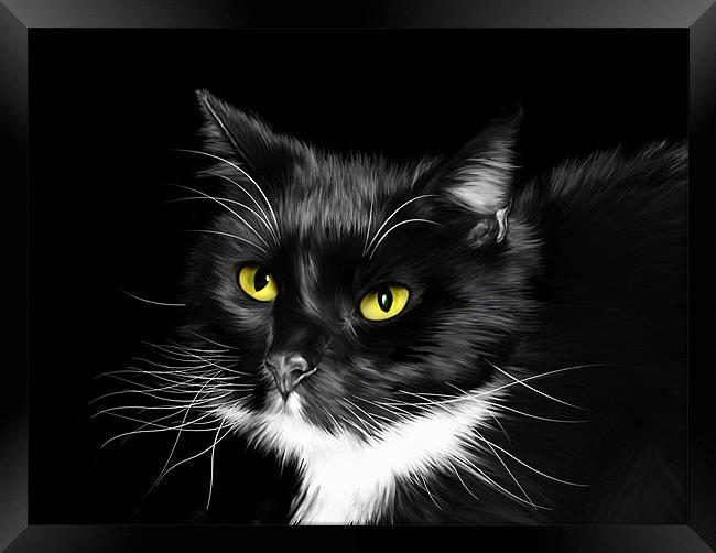 Sox - Domestic Black and White Cat Framed Print by Julie Hoddinott