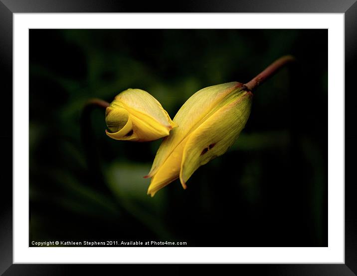 Daylilies Framed Mounted Print by Kathleen Stephens