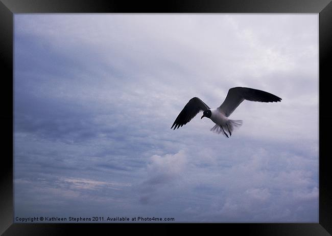 Bonaparte's Gull in Flight Framed Print by Kathleen Stephens