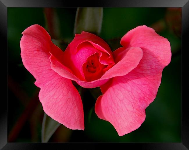 Opening Rose Framed Print by Kathleen Stephens