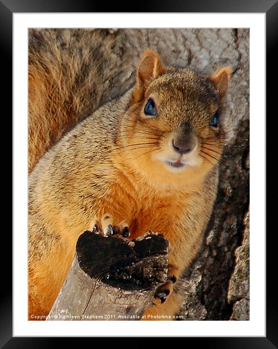 Fox Squirrel Framed Mounted Print by Kathleen Stephens