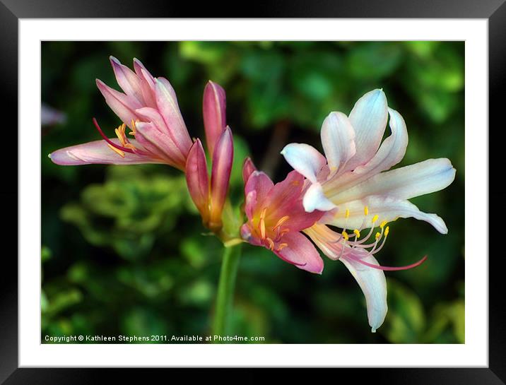 Naked Lilies Framed Mounted Print by Kathleen Stephens