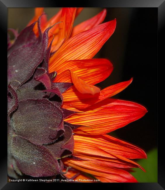 Petals in Pinstripes Framed Print by Kathleen Stephens