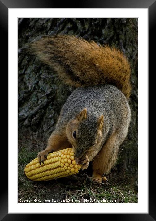 Corn for Lunch Framed Mounted Print by Kathleen Stephens