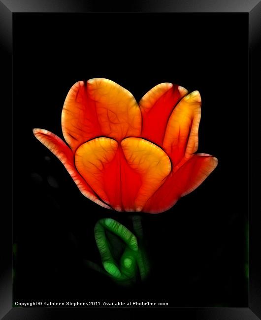 Two-Toned Tulip Framed Print by Kathleen Stephens
