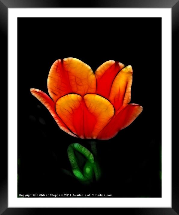 Two-Toned Tulip Framed Mounted Print by Kathleen Stephens