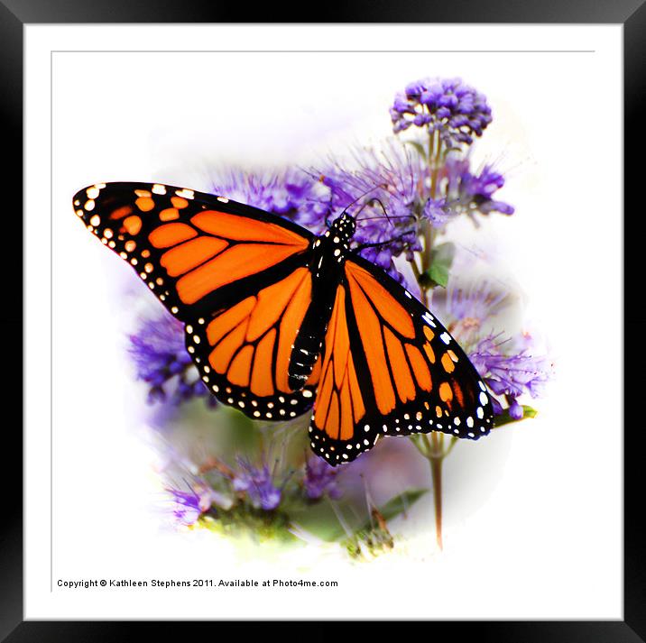 Monarch with Open Wings Framed Mounted Print by Kathleen Stephens