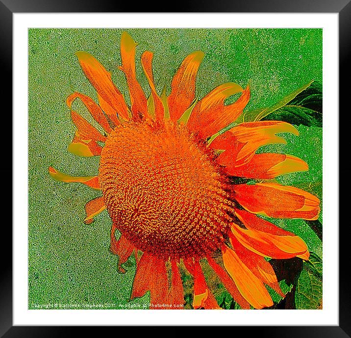 Sunflower in Orange Framed Mounted Print by Kathleen Stephens