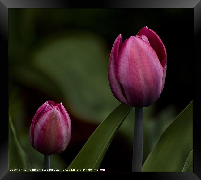 Two Tulips Framed Print by Kathleen Stephens