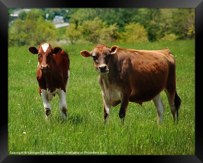 Two Cows Framed Print by Kathleen Stephens