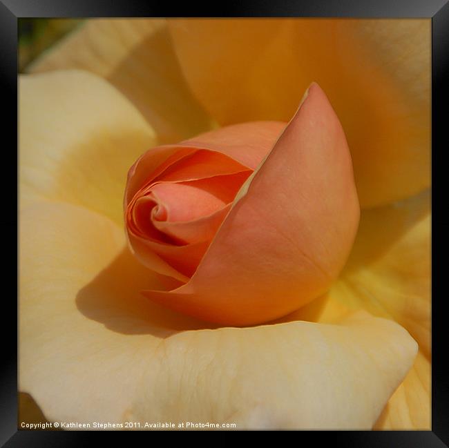 Peachy Rose Framed Print by Kathleen Stephens