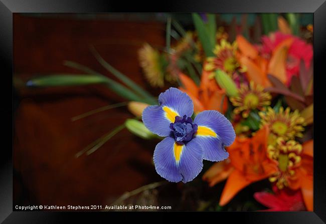 Blue Iris Framed Print by Kathleen Stephens