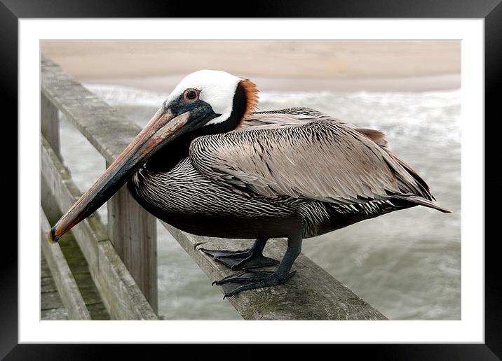 Brown Pelican Framed Mounted Print by Kathleen Stephens