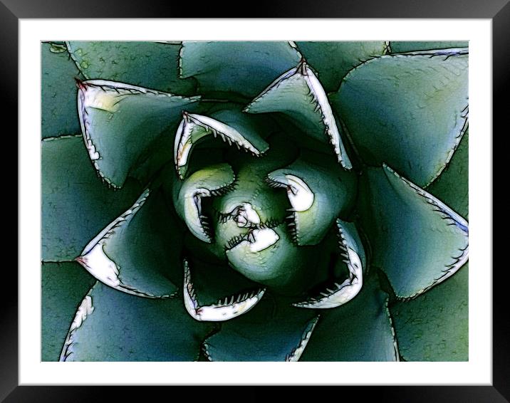 Agave Century Cactus Framed Mounted Print by Kathleen Stephens