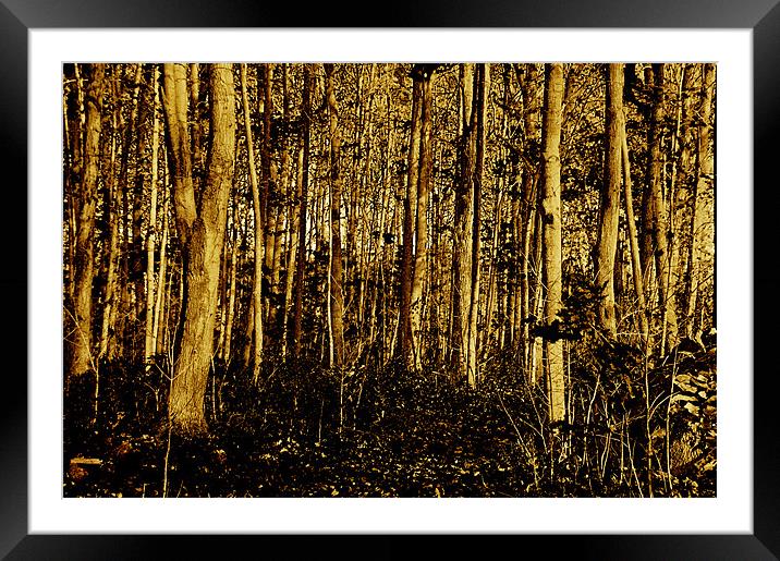 Forest Framed Mounted Print by Kathleen Stephens