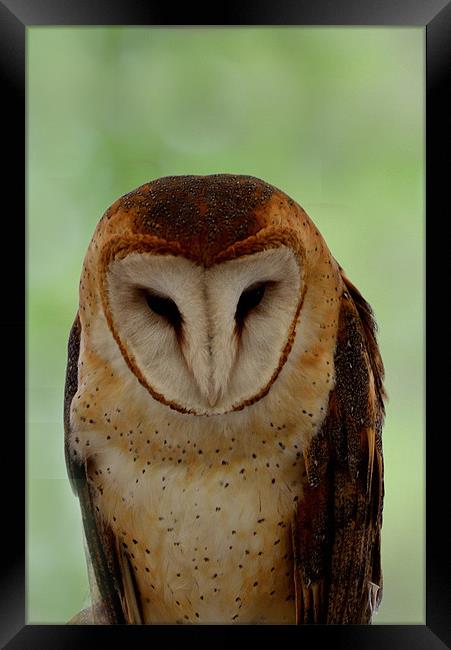 Portrait of a Barn Owl Framed Print by Kathleen Stephens